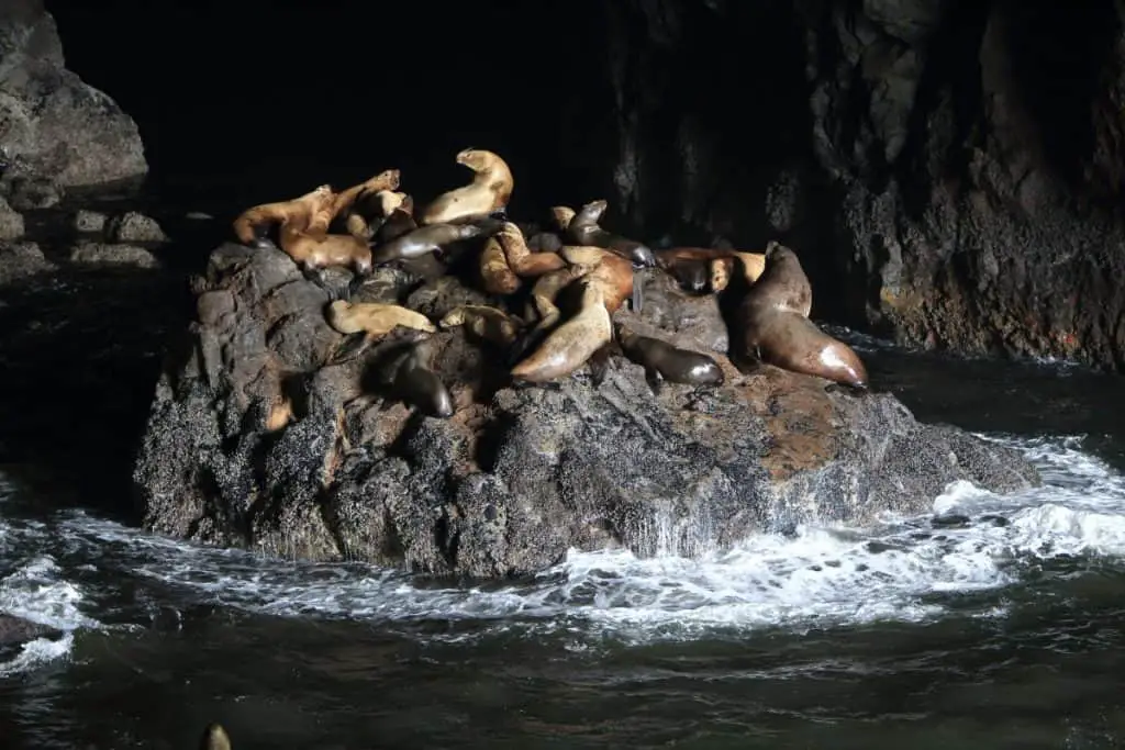 Sea Lion Caves - Florence Oregon
